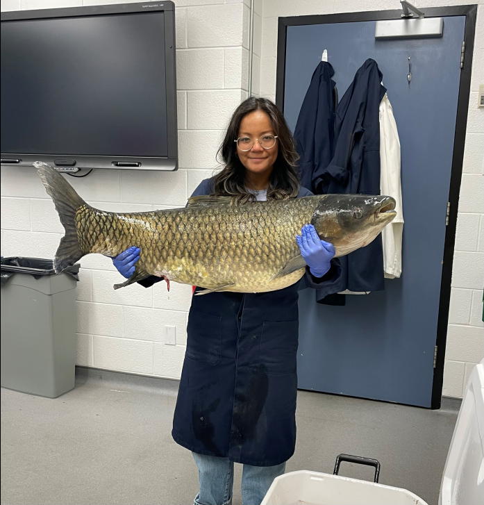 1/2 🌊 Attention boaters and anglers: Would you know an invasive grass carp if you saw one?

We recently received a report from a recreational angler who found a grass carp floating in Baie Du Doré on Lake Huron. Learn how to identify them here: ow.ly/sWYg50WvgGT