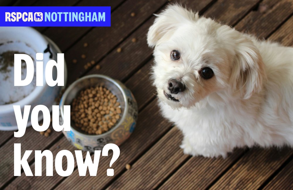 We can help with pet food donations for struggling owners? Pets are family &amp; if you are finding things difficult we can assist in the interim with a stop gap donation.  For more info ring 0115 7841110 Mon-Fri 9am to 4.45pm.