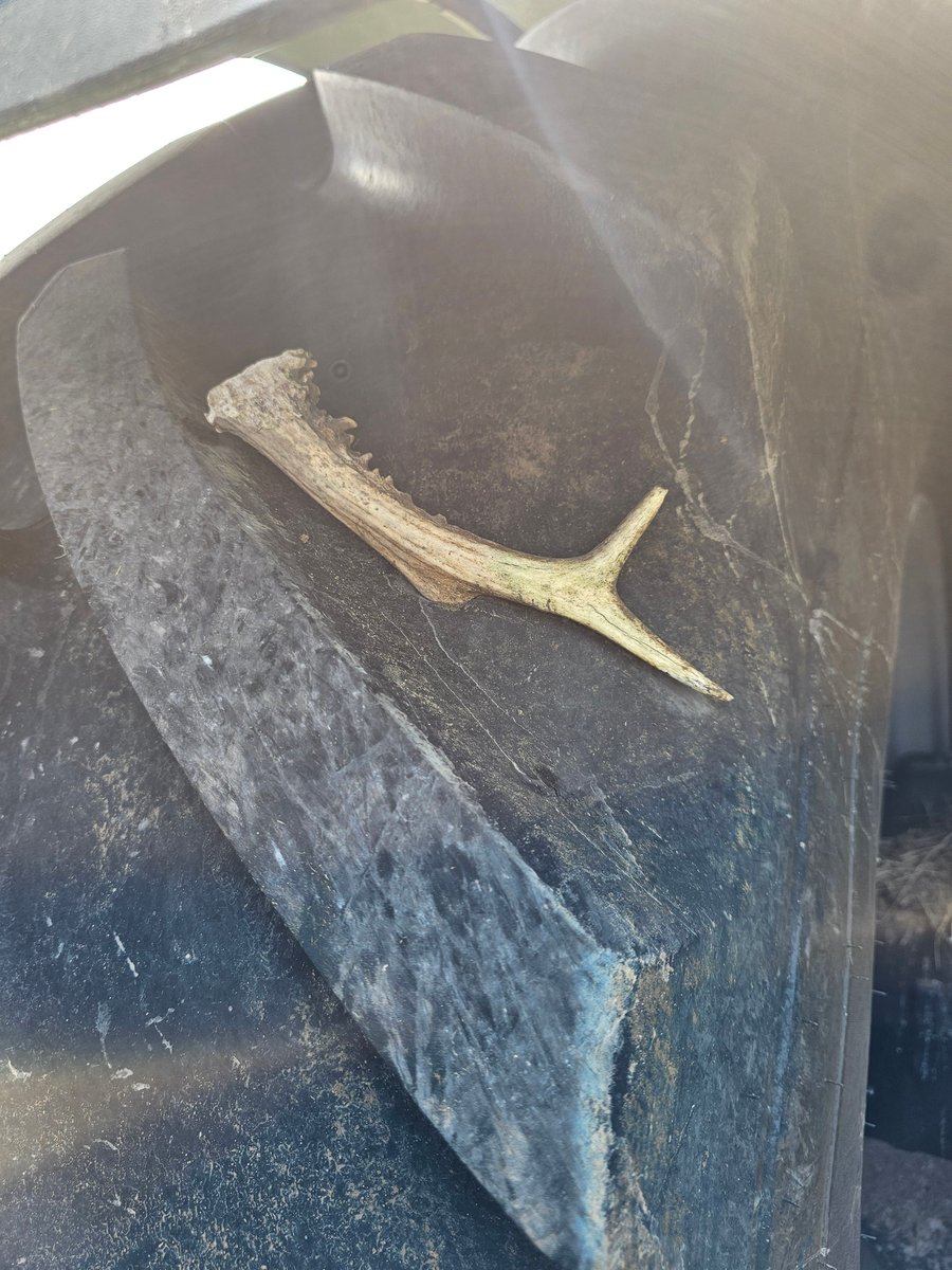 tractorman07's tweet image. A deers antler stuck in a new tyre, how bloody unfortunate is that, thankfully repairable.