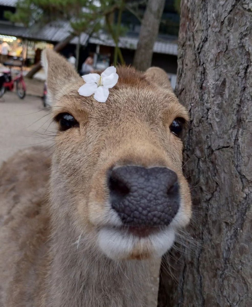 Deer in Places they Shouldn't Be (@deershouldnt) on Twitter photo 
