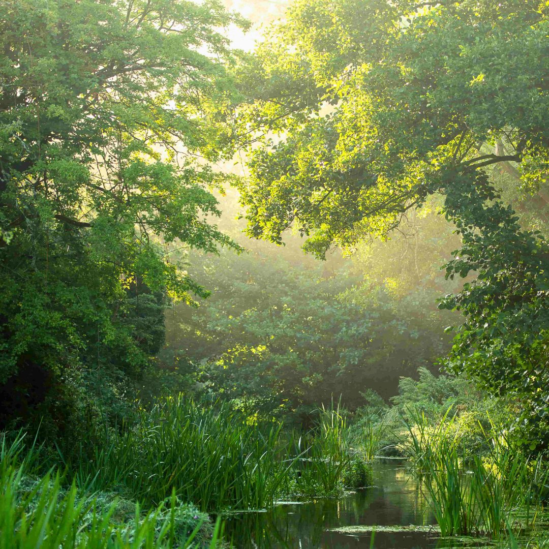 WWFFrance's tweet image. 💶 Investir dans la nature, c’est rentable. L’#EffetPanda 
Chaque € investi dans sa restauration génère jusqu’à 51 € de bénéfices 💥 
 
On l’oublie trop souvent, mais 50 % de l’économie mondiale dépend directement de la nature ! Bien plus qu’un décor, elle est notre capital…