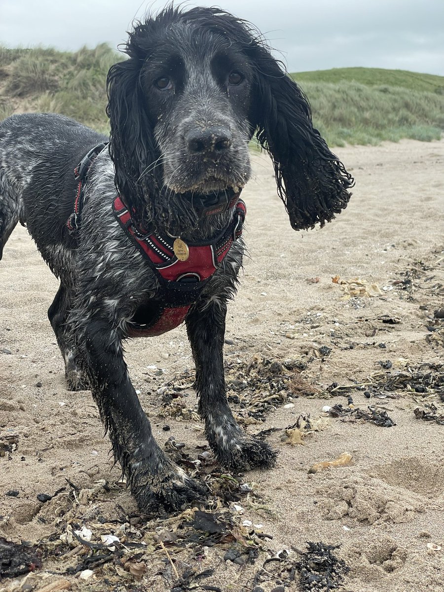 luluphooey's tweet image. Bertie. Salty Sea Dog or Beach Bum