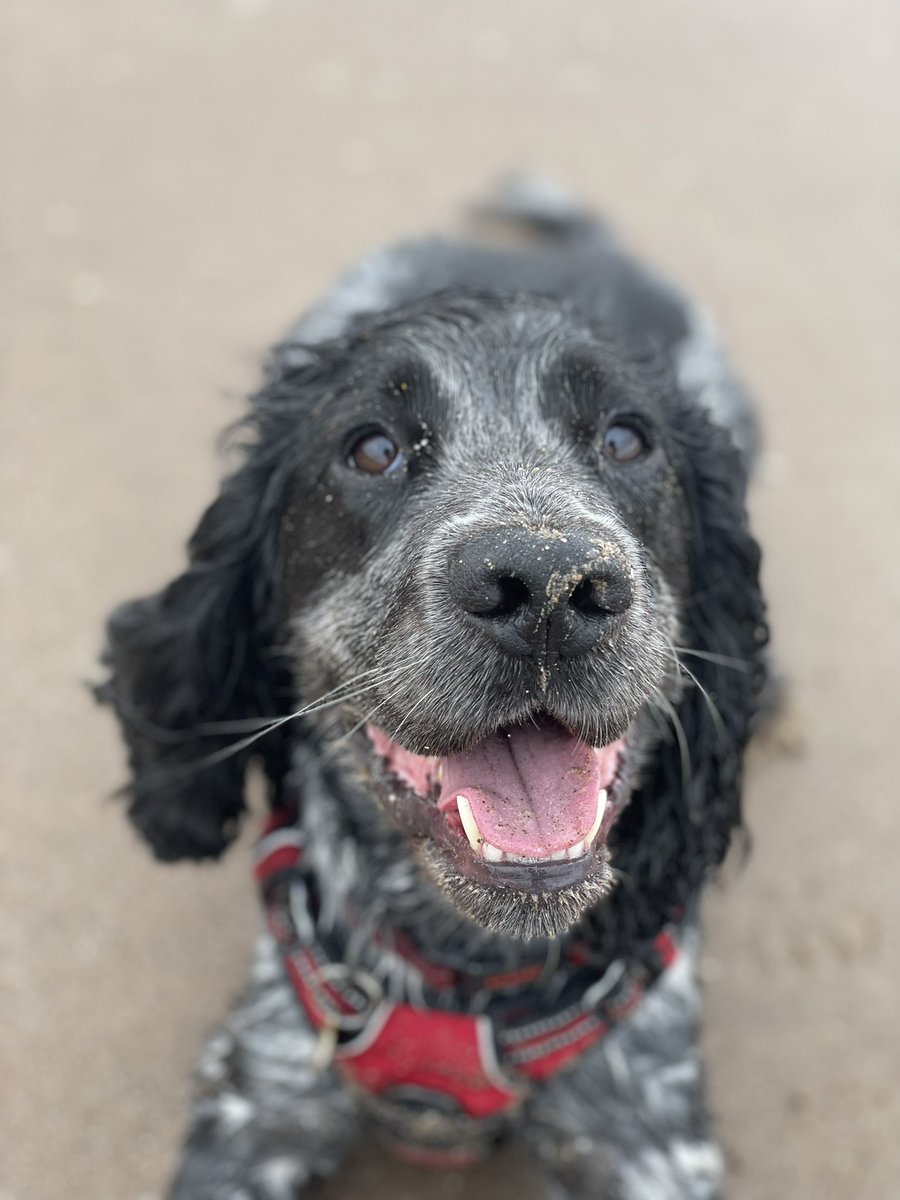 luluphooey's tweet image. Bertie. Salty Sea Dog or Beach Bum