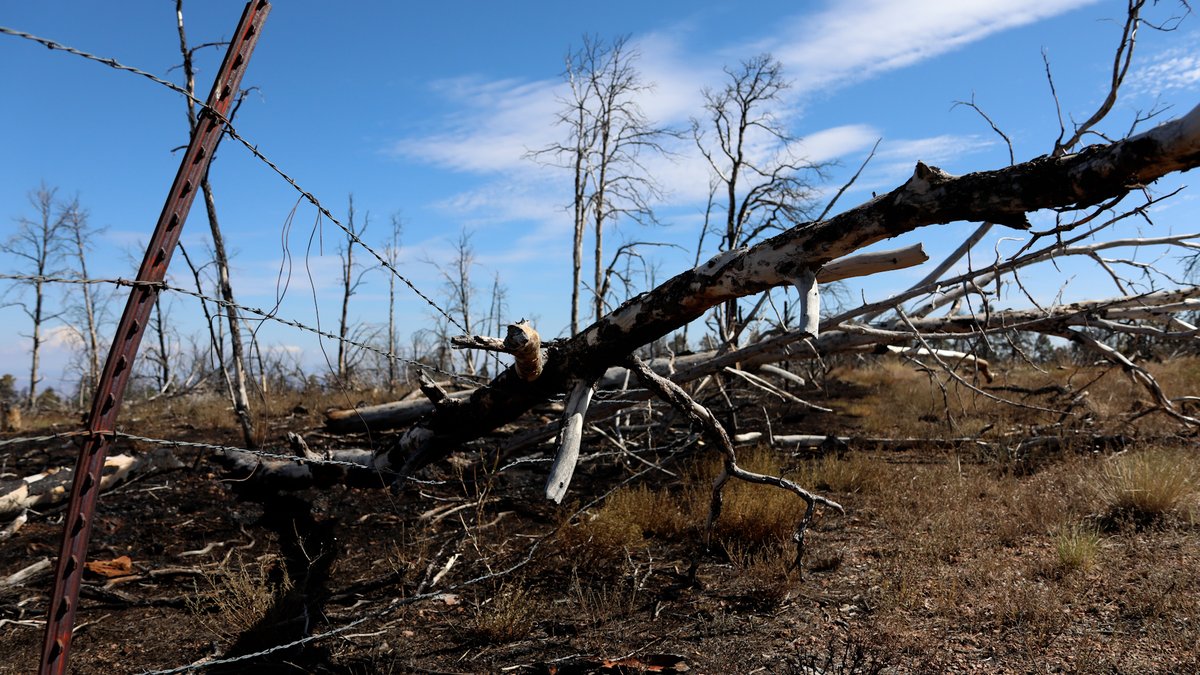 KaibabNF's tweet image. WHITE SAGE FIRE DAILY UPDATE - July 25, 2025
81% contained - 58,980 acres - 398 personnel - 0 structures lost
Fire Information: Phone: (928) 218-4240 daily from 8 a.m. - 8 p.m.
Email: 2025.whitesage@firenet.gov
InciWeb: inciweb.wildfire.gov/incide.../azas…