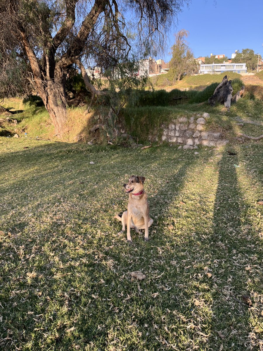 Jairo Ortega tweet media