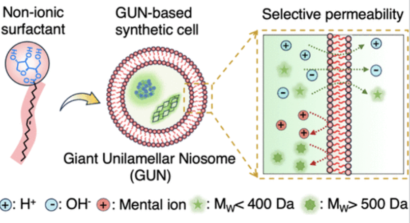 Delighted to share our new JACS paper on GUNs as new synthetic cell models.
Monodisperse Giant Unilamellar Niosomes as Minimal Synthetic Cells | Journal of the American Chemical Society pubs.acs.org/doi/10.1021/ja…