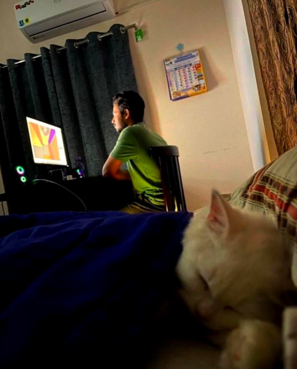 Gogishitposts's tweet image. I work so my cat can be like this🙌