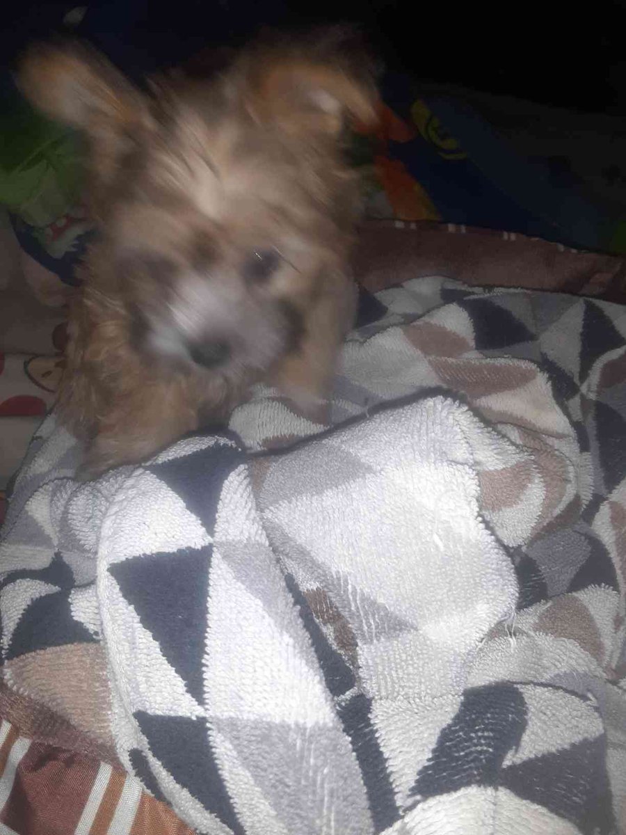 R0TTEND4Y's tweet image. //morning everyone
//say hello to my dog
//his name is bones and he has a grand total of -5 functioning braincells