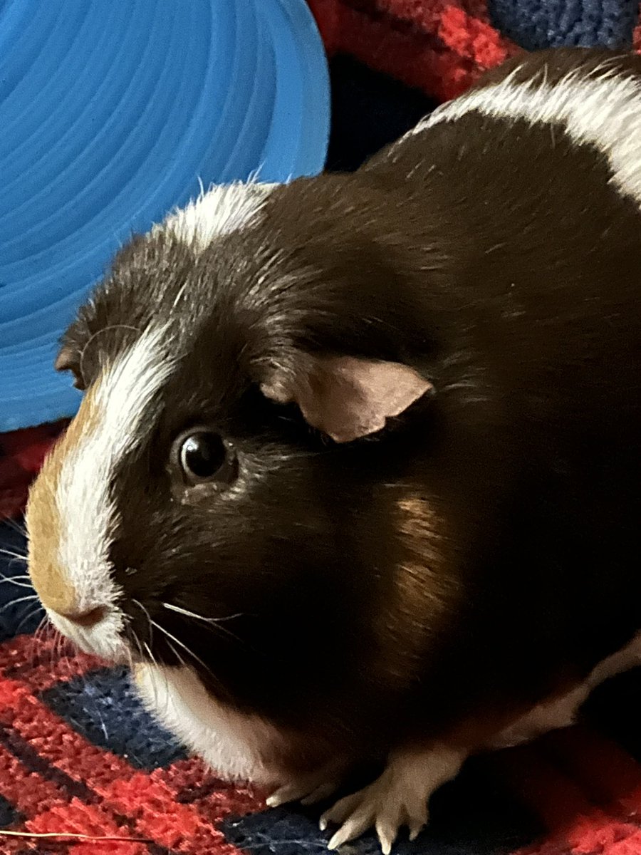 RIP My sweet boy. Say hello to Thor for me and enjoy the endless salad bar on the other side. Some day we’ll meet again. ❤️‍🩹