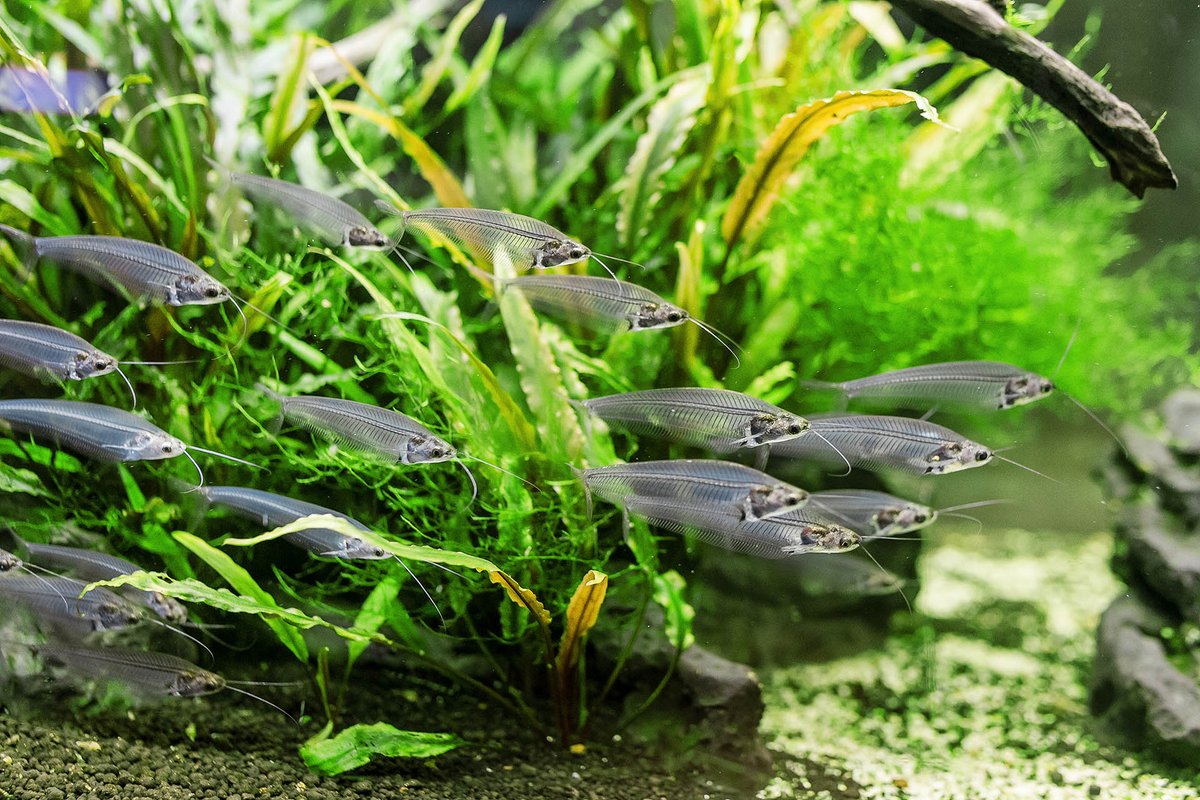 AmazonasMag's tweet image. Arizona residents (and #aquarists everywhere), are you aware that the state is proposing to ban #aquarium #fish like #GlassCatfish and #Arowana? The #PetAdvocacyNetwork (@PetAdvocacy) is pushing back on your behalf! More details at amazonasmagazine.com/2025/07/25/pet…