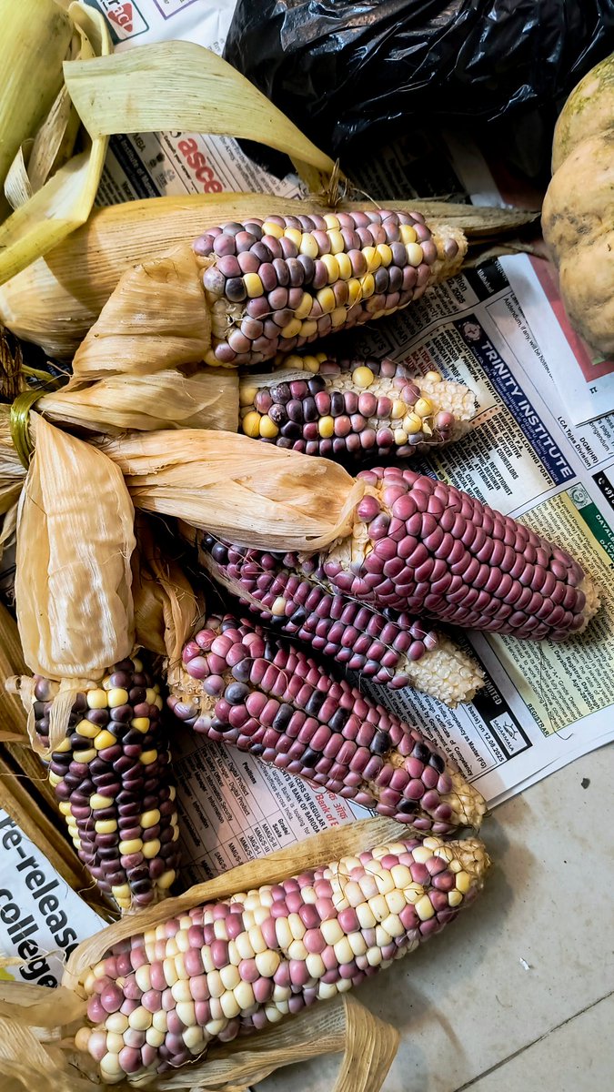nit_set's tweet image. Have you ever tasted the wide variety of maize/corn that grows in India? Beyond the usual one that floods the market. It's called Chuzaak in Manipuri. @LombaKitchen loot from home this week. Friends and family being kind. Sending us a taste of monsoon. @akoi_Jam