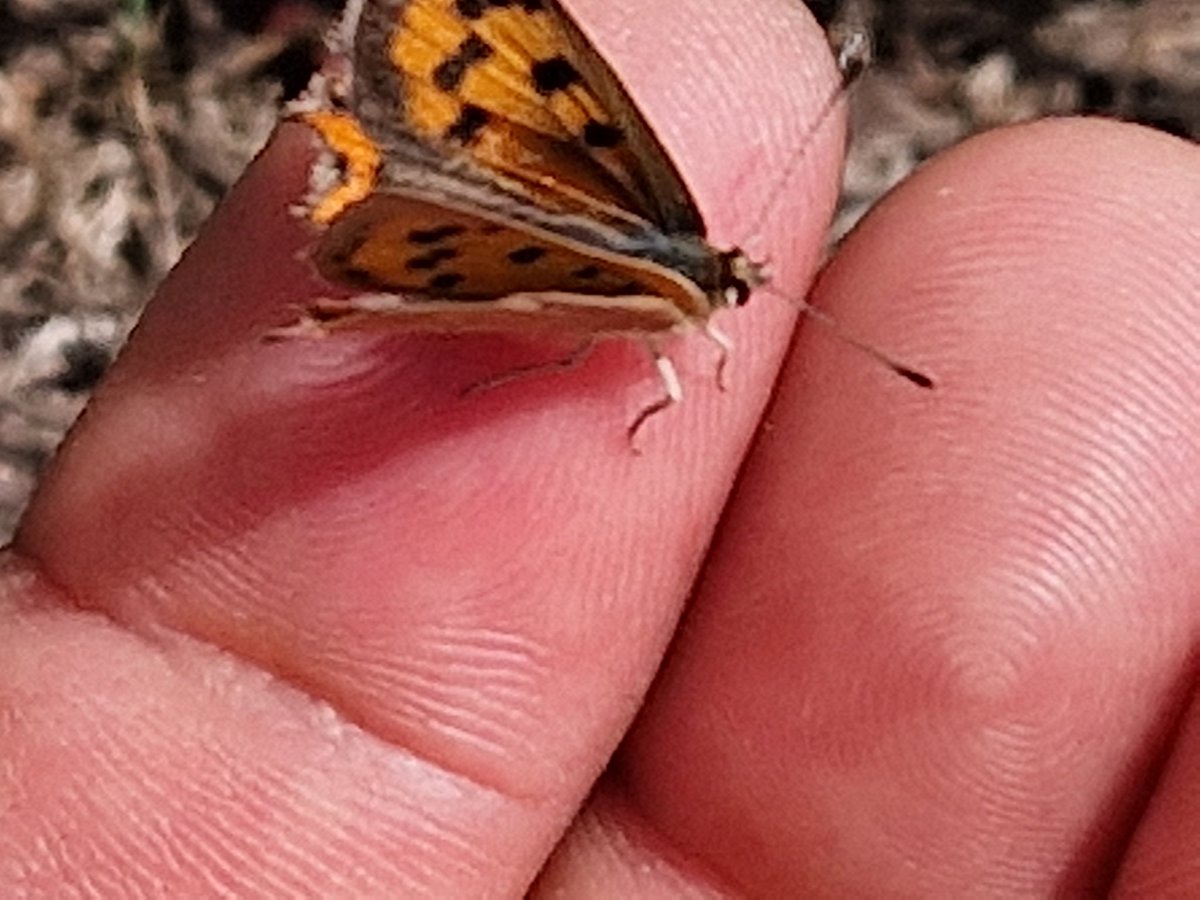Ralph, NB Miner Bill tweet media