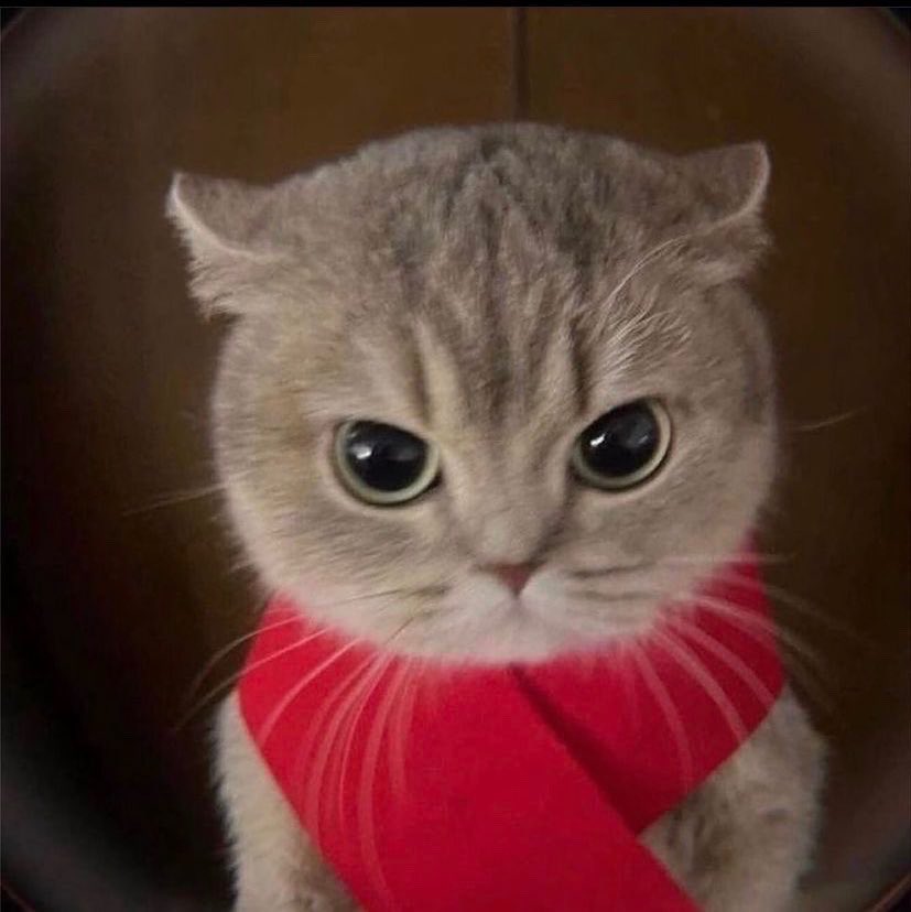 blockgraze (@blockgraze) on Twitter photo 