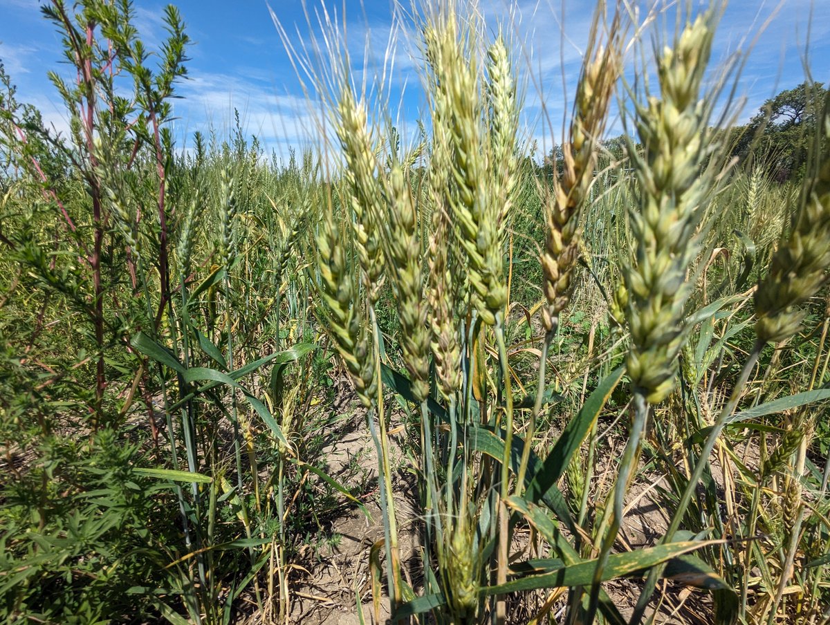 ReemWheat's tweet image. Septoria nodorum, glum blotch