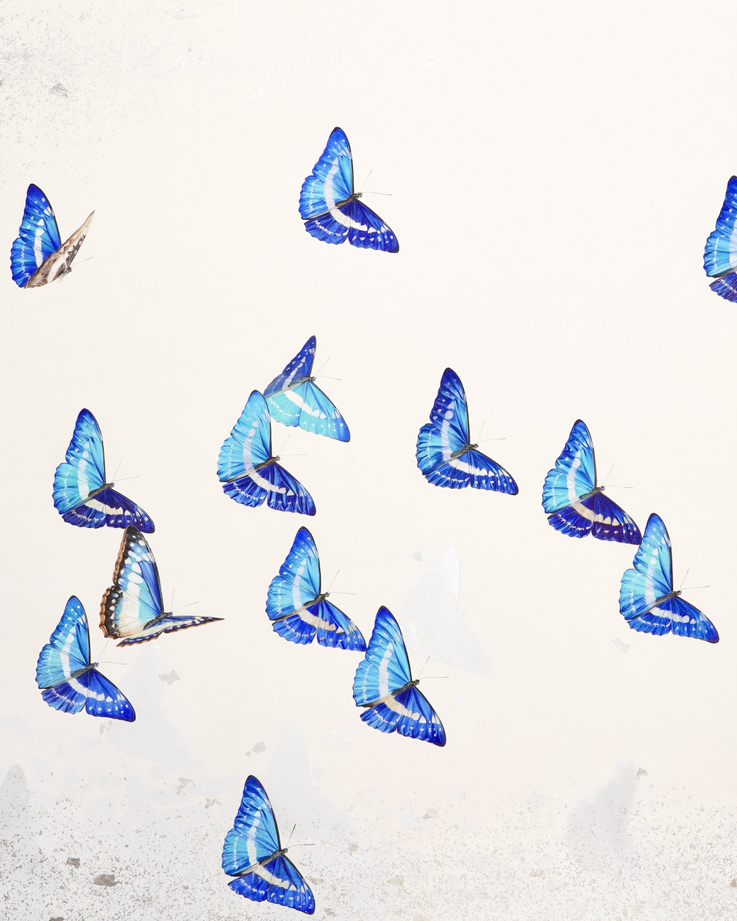 立体絵画の「一輪の牡丹と、近寄る昆虫」 立体絵画の「一輪の牡丹と、近寄る昆虫」 - メルカリ