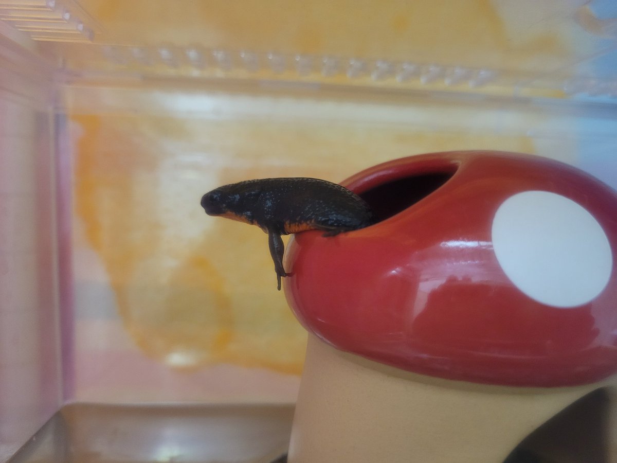 uparupamaru's tweet image. 生えてきた