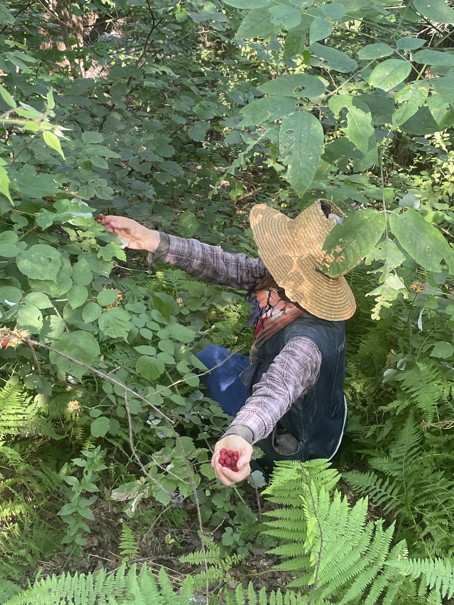 amccurd's tweet photo. Brb, foraging for woodland treasures ✨ https://t.co/p37zoOsOp8