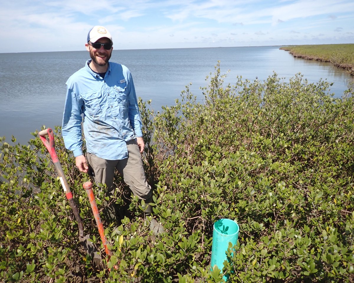 It’s a #WorldMangroveDay match made in Louisiana heaven–or on the Breton Sound!

On North Breton Island, pelicans nest in black #mangroves. These plants not only provide nesting grounds–DOCS Professor Tracy Quirk's lab are investigating the role they play in sequestering carbon
