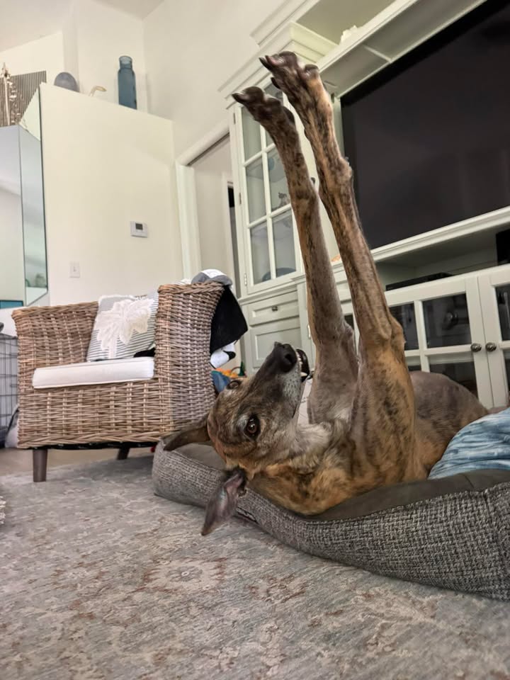 It's Feel Good Friday and Come on Charlie is stretching his way into the weekend!🐾

Retired greyhounds aren't just fast - they're sweet and full of personality. Ready to zoom, snooze and steal your heart.💚

#FeelGoodFriday #IRGT #AdoptAGreyhound