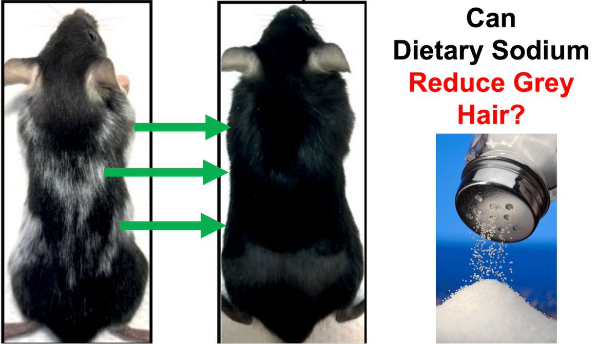 mike_lustgarten's tweet image. Can Dietary Sodium Reduce Grey Hair?
patreon.com/posts/can-diet…