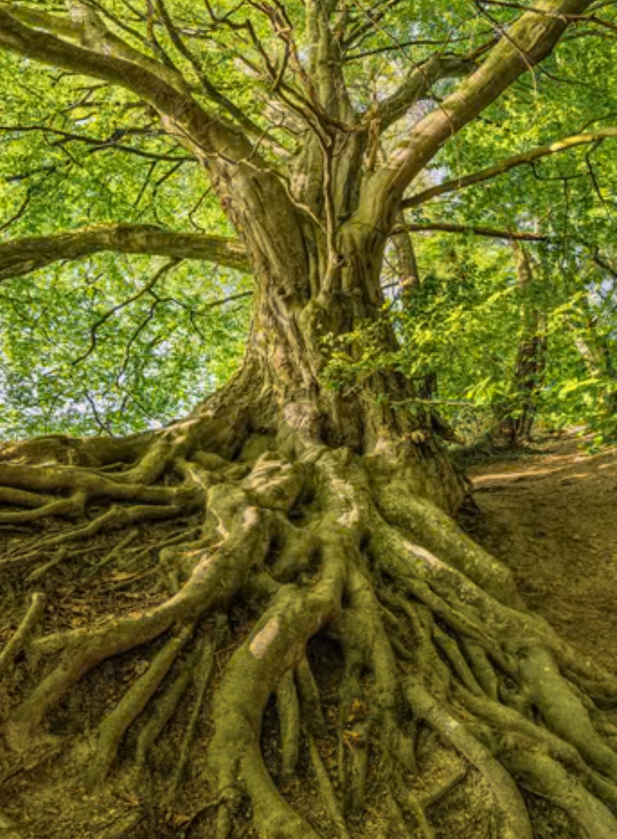 AgelessDiy's tweet image. Colossians 2:7
Spiritual Fullness in Christ
6 So then, just as you received Christ Jesus as Lord, continue to live your lives in him, 7 rooted and built up in him, strengthened in the faith as you were taught, and overflowing with thankfulness.