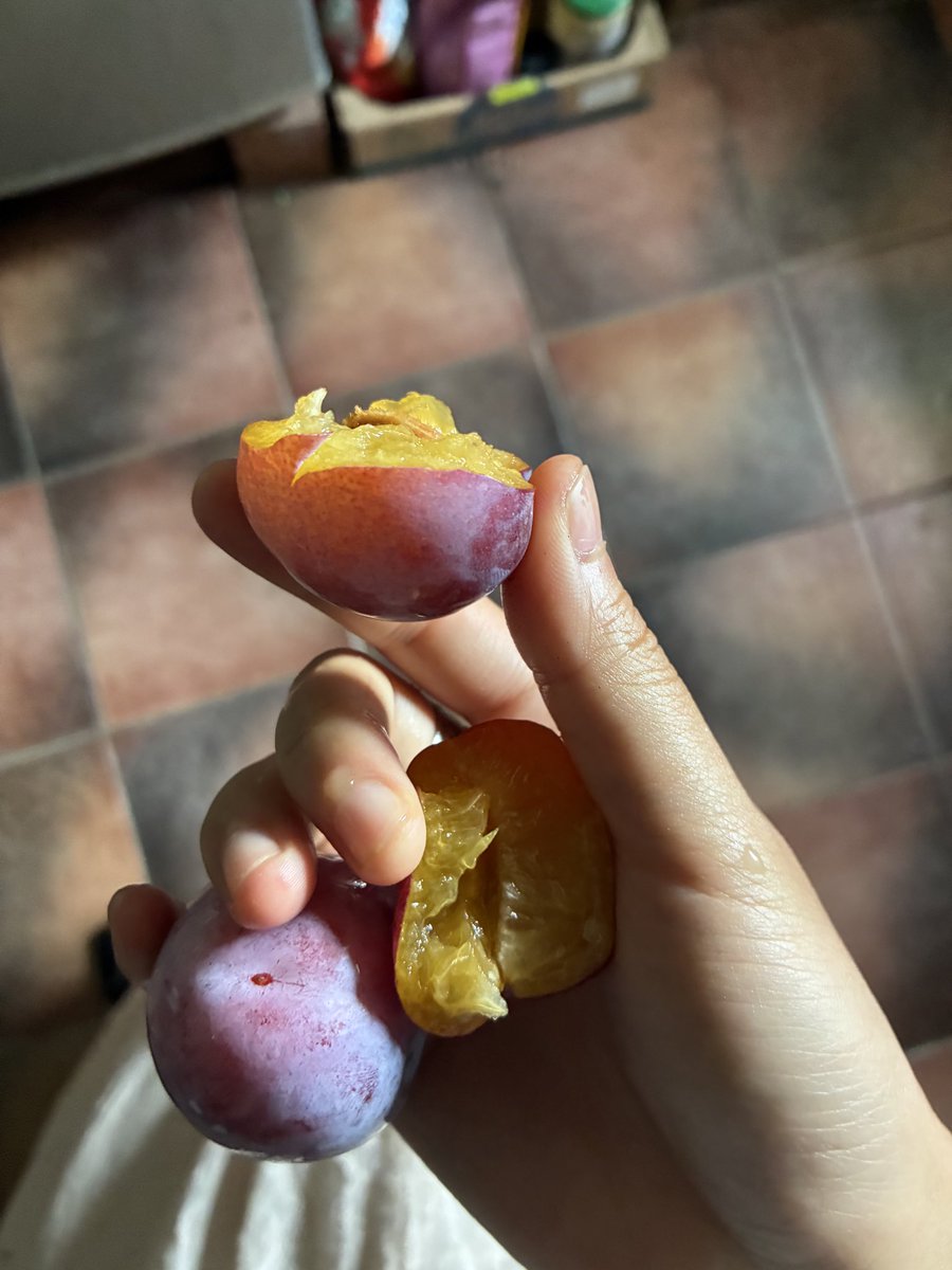 sha_zng's tweet image. at plum village (buddhist monastery) in the south of france
my friend picked me up from the train station with a box of fresh plums. i almost cancelled this trip bc of work & that scares me, how willing i was to sacrifice goodness and plum trees to look at my laptop
