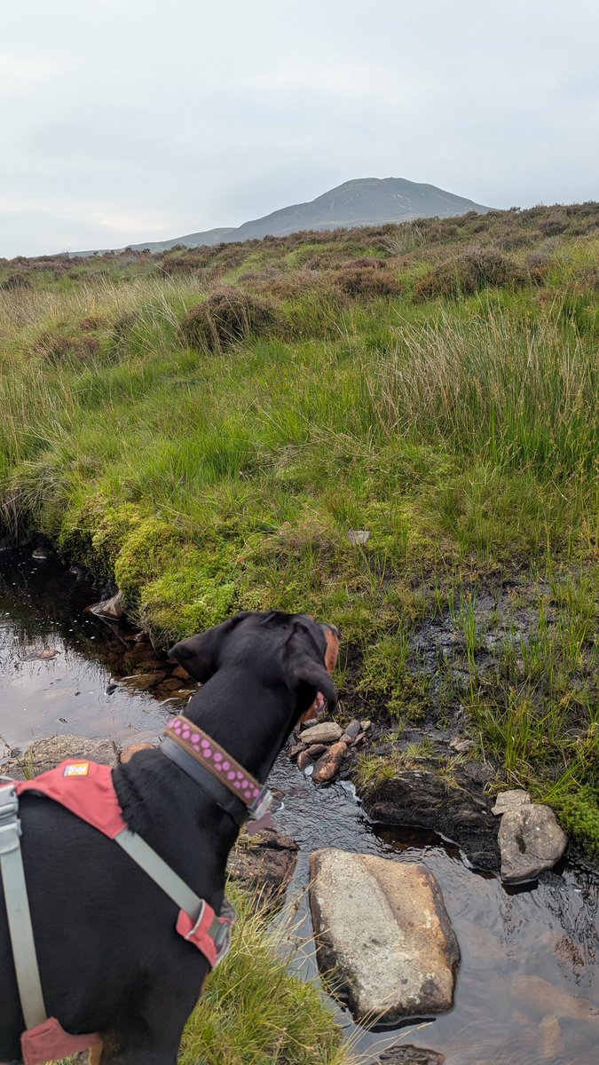 NotBadForHerAge's tweet image. The bracken was a bit high in places on my run and the descent can best be described as 'technical'. ๐
๐พ๐๐ปโโ๏ธ #trailrunning #fellrunning #LakeDistrict #Damson #Dobermann