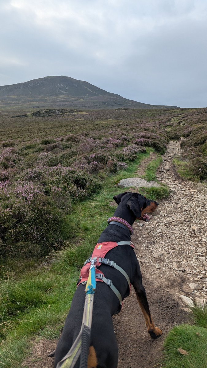 NotBadForHerAge's tweet image. The bracken was a bit high in places on my run and the descent can best be described as 'technical'. ๐
๐พ๐๐ปโโ๏ธ #trailrunning #fellrunning #LakeDistrict #Damson #Dobermann