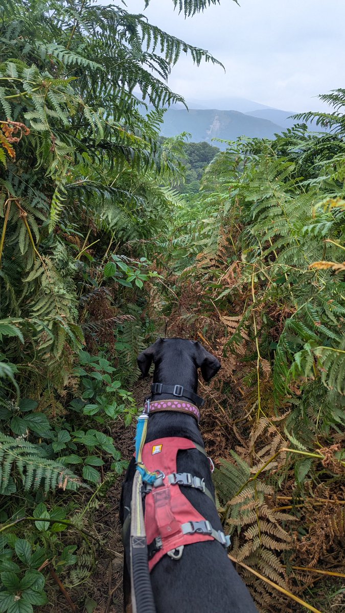 NotBadForHerAge's tweet image. The bracken was a bit high in places on my run and the descent can best be described as 'technical'. ๐
๐พ๐๐ปโโ๏ธ #trailrunning #fellrunning #LakeDistrict #Damson #Dobermann