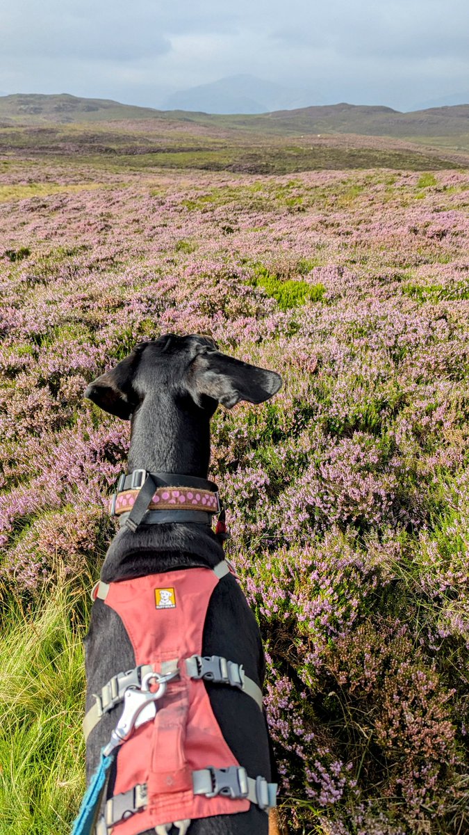 NotBadForHerAge's tweet image. The bracken was a bit high in places on my run and the descent can best be described as 'technical'. ๐
๐พ๐๐ปโโ๏ธ #trailrunning #fellrunning #LakeDistrict #Damson #Dobermann