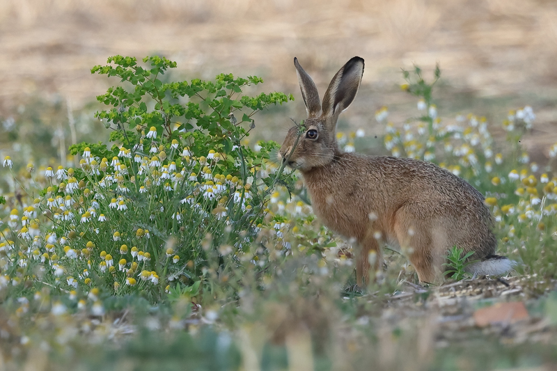 robinmmorrison's tweet image. Fabulous time at the moment to watch the local hares in Somerset. The females are receptive for mating and the young Hares don't have a care in the world. So hares literally cleaning, running, walking, eating and pausing, all so close. 馃榾