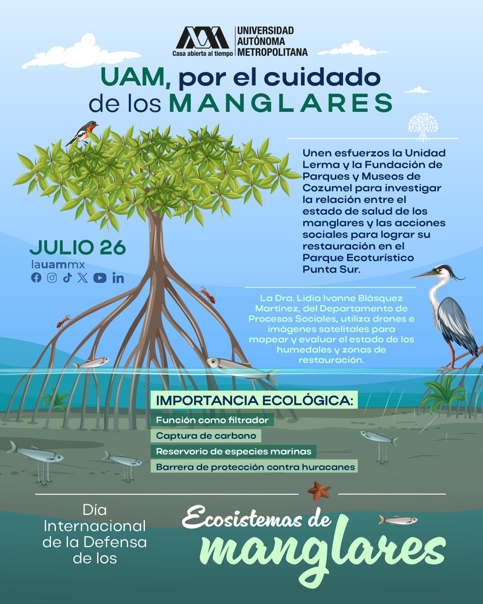 lauammx's tweet image. #LaUAMconmemora Día Internacional de la Defensa de los Ecosistemas de Manglares. La Dra. Lidia Ivonne Blásquez, profesora de la UAM-L, trabaja en esta iniciativa en la que la participación social es vital para la rehabilitación de estos ecosistemas.

El proyecto que desarrolla la…