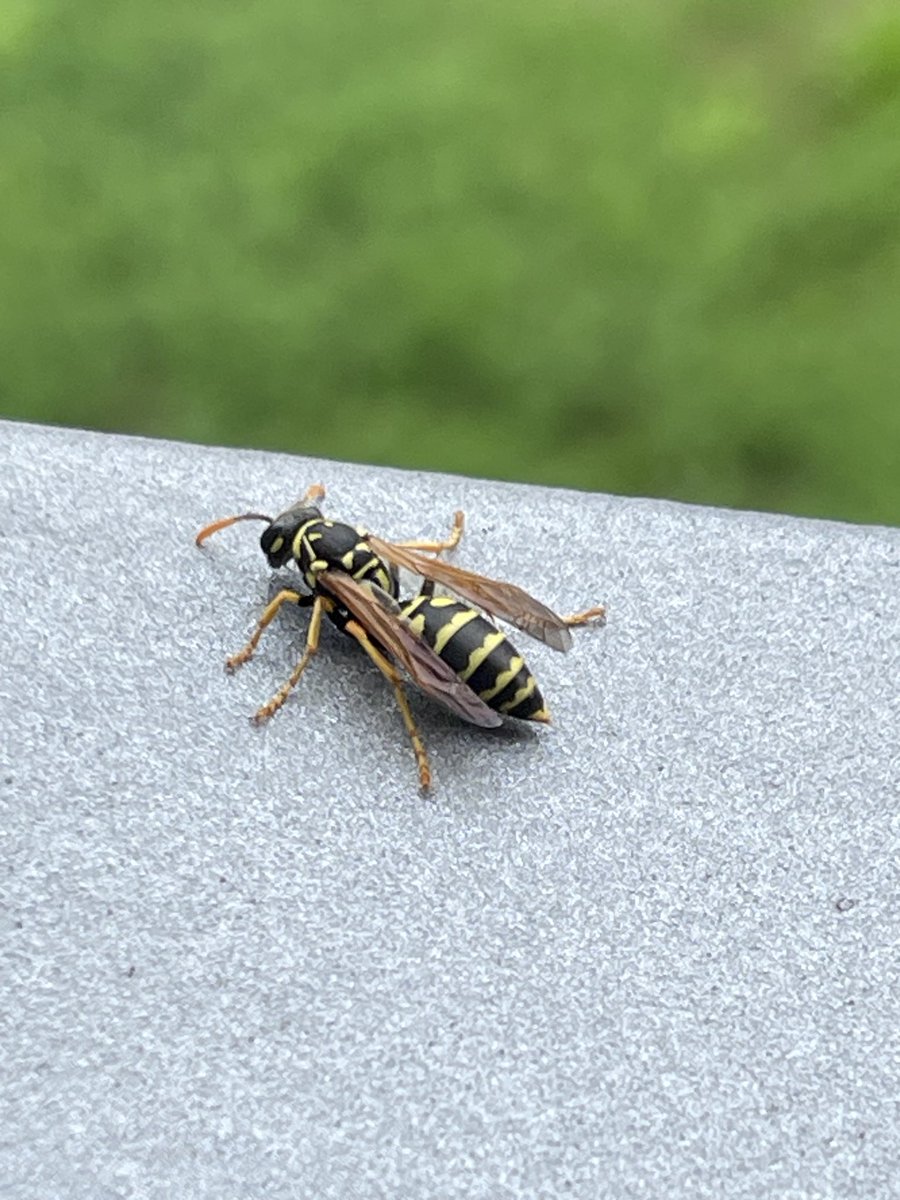 LarsMeyer_BER's tweet image. Detail.
Vespinae (Echte Wespe) zum Auftanken auf dem sonnengewärmten Balkongeländer.
Einen guten Start ins Wochenende allerseits!