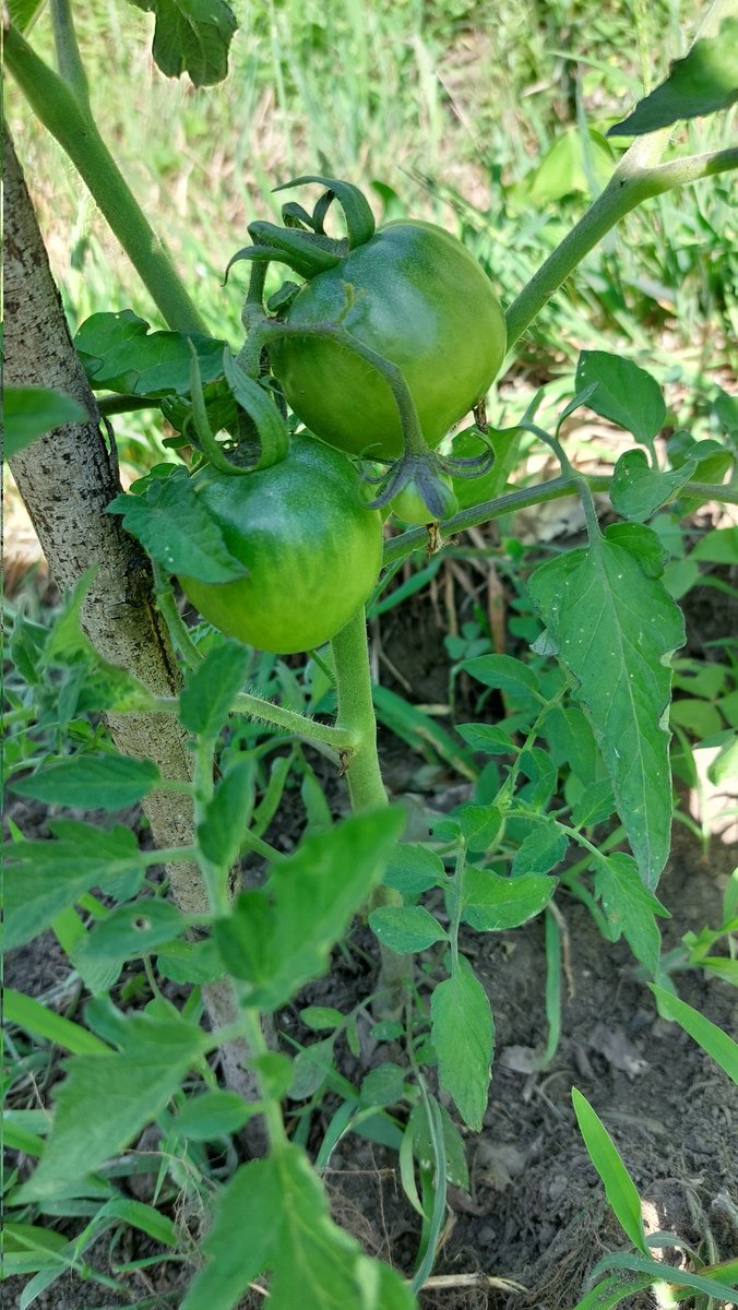 RanguGamer's tweet image. Este año, pinta bastante bien la cosecha de tomates :3