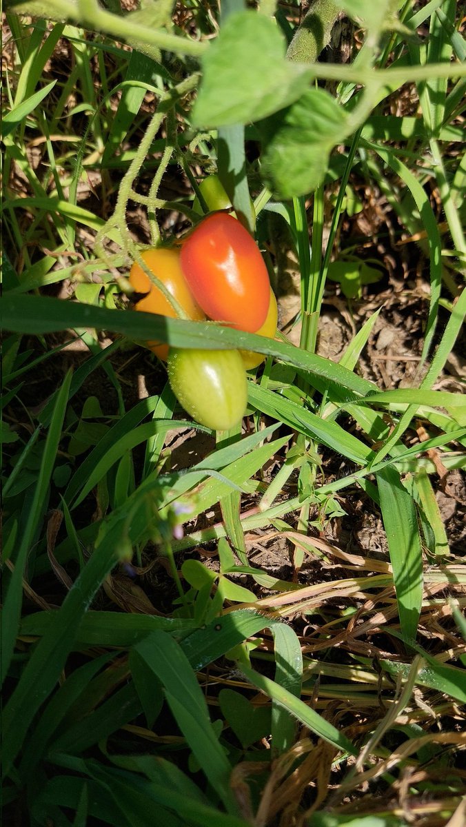 RanguGamer's tweet image. Este año, pinta bastante bien la cosecha de tomates :3