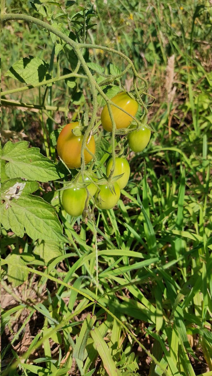 RanguGamer's tweet image. Este año, pinta bastante bien la cosecha de tomates :3