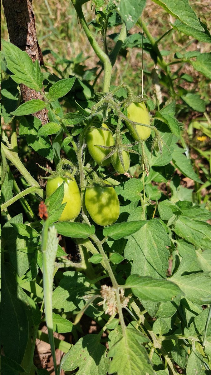 RanguGamer's tweet image. Este año, pinta bastante bien la cosecha de tomates :3
