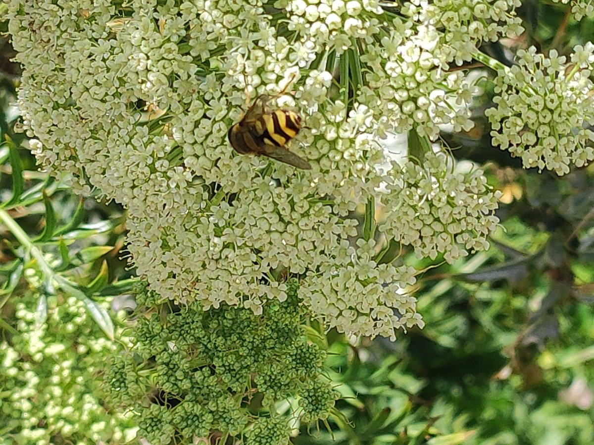 wilhelm_2112's tweet image. Sirfidi, impollinatori.
Appennino Italia centrale.
Quota 1850 m slm.
#biodiversità