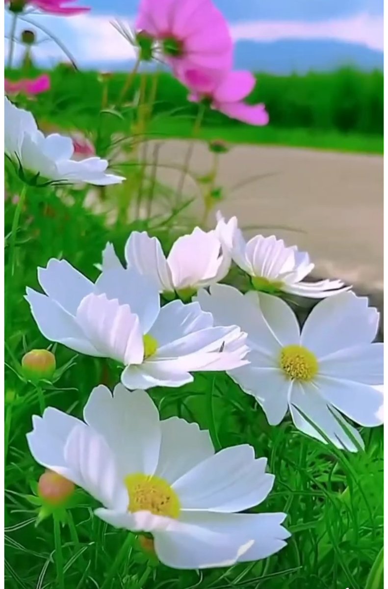 mina (@emineerkan1) on Twitter photo 🔹CMS🔹
<a href="/Dfne_06/">Defne Nehir</a>
<a href="/Carzade1/">Çarzade</a>
<a href="/mavi_asi_ata_/">🦅🇹🇷_MAVİ_ASİ_🇹🇷🦅ATATÜRKÇÜ VE KEMALİST🦅 🇹🇷</a>
<a href="/Glsm21/">@Glsm</a>
<a href="/nlf16/">NİLÜFER</a>
<a href="/nryd37/">Nuray</a>
<a href="/zubus__/">Zübeyde</a>
<a href="/SrvtCar/">ÇARZADE</a>
<a href="/2_Talh/">Talha</a>
<a href="/Krklm/">𝓗𝓪𝓴𝓪𝓷</a>
<a href="/mkus27/">Mevlüt27⭐⭐⭐⭐⭐</a>
<a href="/SiirSL1/">🌬️@SiirSL1🎊🎊</a>
<a href="/SiirSL_/">𝗦𝗶𝗶𝗿𝗦𝗟_💣💯✌️💯✌️💯✌️</a>
<a href="/m_kayrak/">4535🌟🌟🌟🌟🌟</a>
<a href="/Anajbejeb/">Elazığ 2323</a>
<a href="/nykdmrl/">Nur🌙</a>
<a href="/1_drs42/">Dursun</a>
<a href="/ZynpYS15/">Zeyno</a>
<a href="/Akif2_/">𝓐 𝓴 𝓲 𝓯 ♡</a>
<a href="/2Rzgr/">𝐑 𝐮̈ 𝐙 𝐆 𝐚 𝐑 🦋</a>
<a href="/drssn_42/">Dursun</a>
<a href="/emineerkan1/">mina</a>
<a href="/lemanyargici/">Leman Yargıcı</a>
<a href="/mhmttt_3/">Memo3</a>
<a href="/EeeSaoh/">s.baha can</a>
<a href="/AyE8898/">Ay Nur Duru</a>
<a href="/Aslh1907/">Aslıhan🇹🇷💛💙🇹🇷</a>
<a href="/ZeTeamZ/">Zey</a>
@Zafers3 🔹CMS🔹
<a href="/Dfne_06/">Defne Nehir</a>
<a href="/Carzade1/">Çarzade</a>
<a href="/mavi_asi_ata_/">🦅🇹🇷_MAVİ_ASİ_🇹🇷🦅ATATÜRKÇÜ VE KEMALİST🦅 🇹🇷</a>
<a href="/Glsm21/">@Glsm</a>
<a href="/nlf16/">NİLÜFER</a>
<a href="/nryd37/">Nuray</a>
<a href="/zubus__/">Zübeyde</a>
<a href="/SrvtCar/">ÇARZADE</a>
<a href="/2_Talh/">Talha</a>
<a href="/Krklm/">𝓗𝓪𝓴𝓪𝓷</a>
<a href="/mkus27/">Mevlüt27⭐⭐⭐⭐⭐</a>
<a href="/SiirSL1/">🌬️@SiirSL1🎊🎊</a>
<a href="/SiirSL_/">𝗦𝗶𝗶𝗿𝗦𝗟_💣💯✌️💯✌️💯✌️</a>
<a href="/m_kayrak/">4535🌟🌟🌟🌟🌟</a>
<a href="/Anajbejeb/">Elazığ 2323</a>
<a href="/nykdmrl/">Nur🌙</a>
<a href="/1_drs42/">Dursun</a>
<a href="/ZynpYS15/">Zeyno</a>
<a href="/Akif2_/">𝓐 𝓴 𝓲 𝓯 ♡</a>
<a href="/2Rzgr/">𝐑 𝐮̈ 𝐙 𝐆 𝐚 𝐑 🦋</a>
<a href="/drssn_42/">Dursun</a>
<a href="/emineerkan1/">mina</a>
<a href="/lemanyargici/">Leman Yargıcı</a>
<a href="/mhmttt_3/">Memo3</a>
<a href="/EeeSaoh/">s.baha can</a>
<a href="/AyE8898/">Ay Nur Duru</a>
<a href="/Aslh1907/">Aslıhan🇹🇷💛💙🇹🇷</a>
<a href="/ZeTeamZ/">Zey</a>
@Zafers3