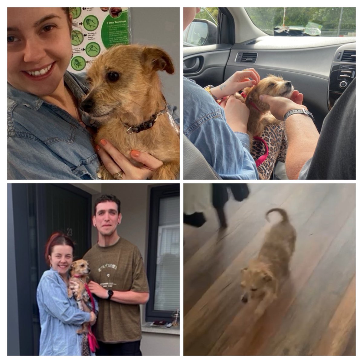 MargaretOC6's tweet photo. Home day! 🥹
She’s such a chilled little doggie, tail is constantly wagging! ❤️
#RescueDog #DogAdoption #CSPCA https://t.co/6M7ZvmPhTT