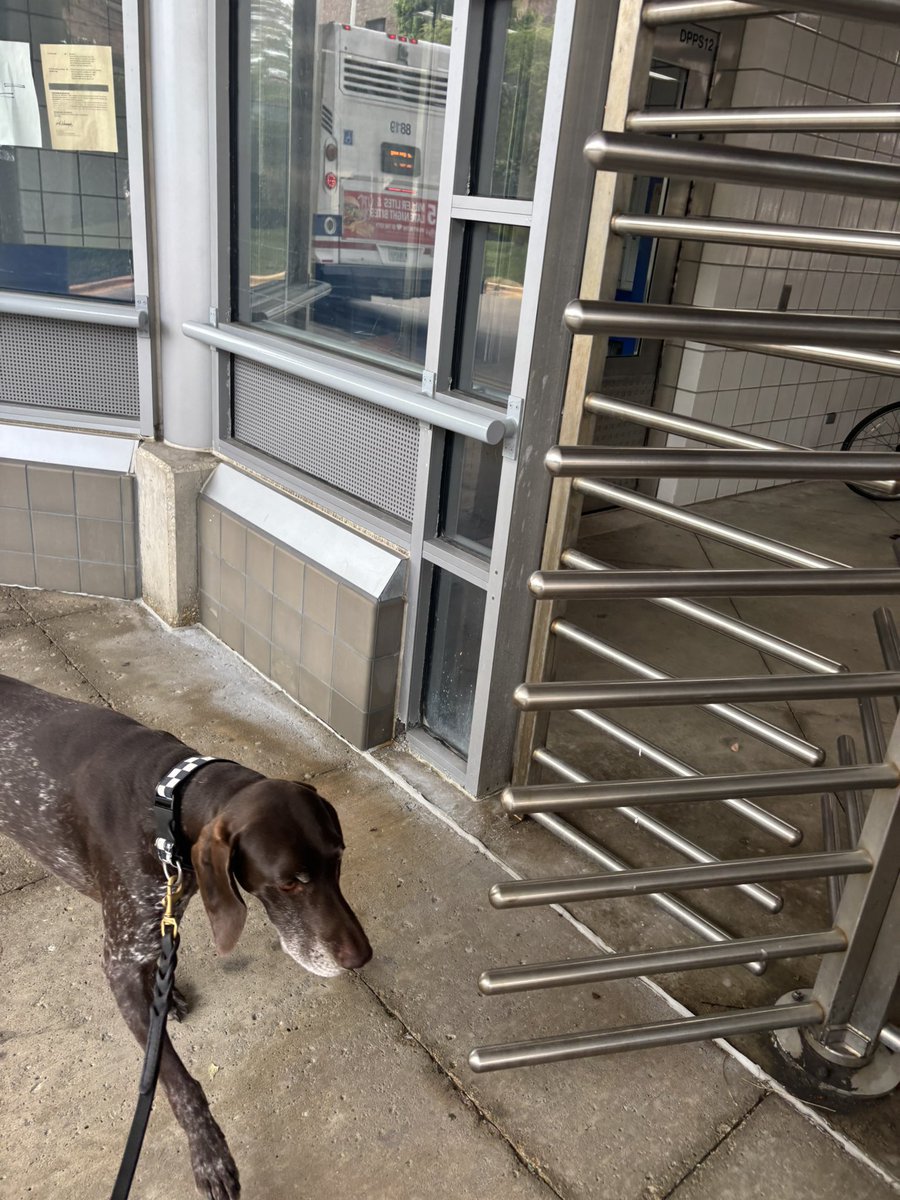 CPD_Transit (@cpdtransit) on Twitter photo Canine Officers on patrol at the Pulaski Pink Line station. <a href="/CPD_BCT/">CPDCounterterrorism</a> <a href="/Chicago_Police/">Chicago Police</a> Canine Officers on patrol at the Pulaski Pink Line station. <a href="/CPD_BCT/">CPDCounterterrorism</a> <a href="/Chicago_Police/">Chicago Police</a>