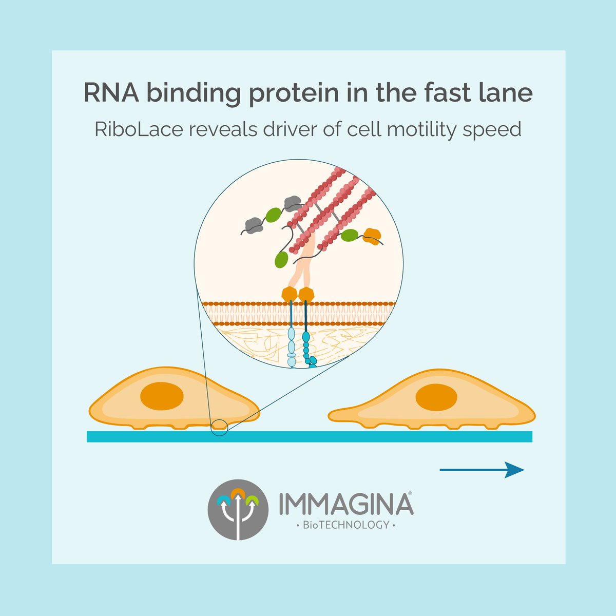 ImmaginaBiotech's tweet image. How does G3BP1 impact cell motility? 🧬
Using Ribo-Seq (RiboLace) , Boraas et al. reveal that G3BP1 regulates focal adhesion dynamics independently of translation.
A new take on RNA-binding proteins in motion!
Read more 👉 zurl.co/P5ksd
#RiboSeq #RNA #CellBiology