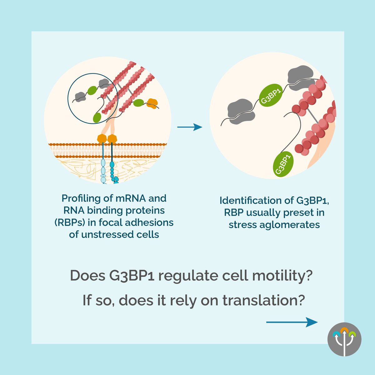 ImmaginaBiotech's tweet image. How does G3BP1 impact cell motility? 🧬
Using Ribo-Seq (RiboLace) , Boraas et al. reveal that G3BP1 regulates focal adhesion dynamics independently of translation.
A new take on RNA-binding proteins in motion!
Read more 👉 zurl.co/P5ksd
#RiboSeq #RNA #CellBiology