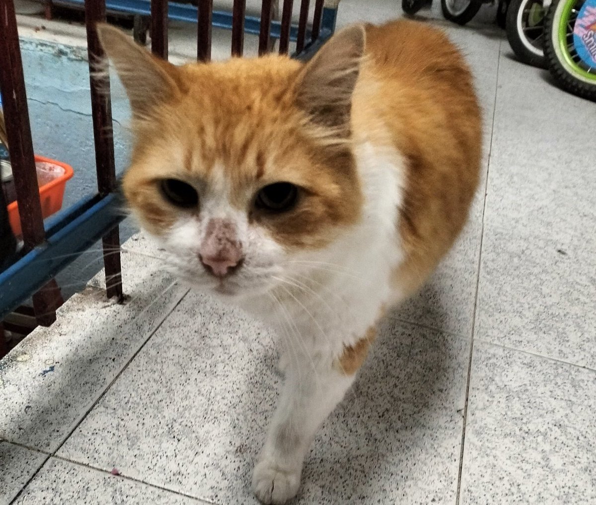 LaColoniaJuarez's tweet image. Amigos: Vamos a echarle una garrita a nuestro vecinito Milo para que pueda pagar su consulta veterinaria.
Quien guste apoyar, @Jiva_angel ofrece plumas y joyeros de pasta flexible hechos a mano para conseguir fondos para este michi habitante de #PrivadaMascota en #ColoniaJuarez.