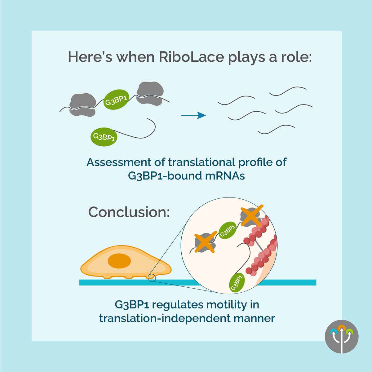 ImmaginaBiotech's tweet image. How does G3BP1 impact cell motility? 🧬
Using Ribo-Seq (RiboLace) , Boraas et al. reveal that G3BP1 regulates focal adhesion dynamics independently of translation.
A new take on RNA-binding proteins in motion!
Read more 👉 zurl.co/P5ksd
#RiboSeq #RNA #CellBiology