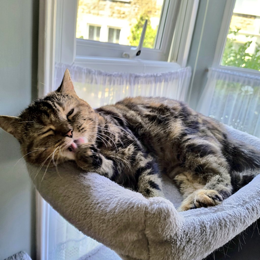 nekomoffer's tweet image. 今日のにゃんこさん(ｽﾔｧ)