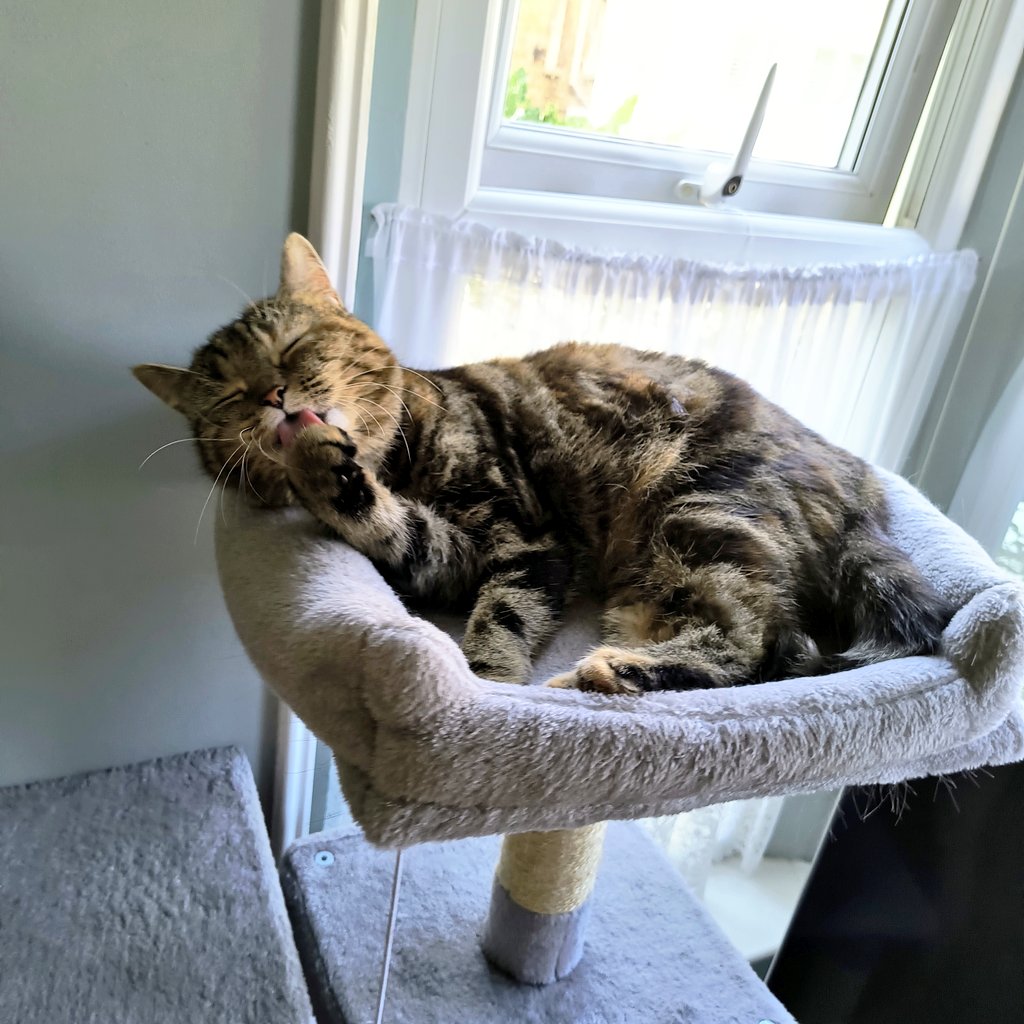 nekomoffer's tweet image. 今日のにゃんこさん(ｽﾔｧ)
