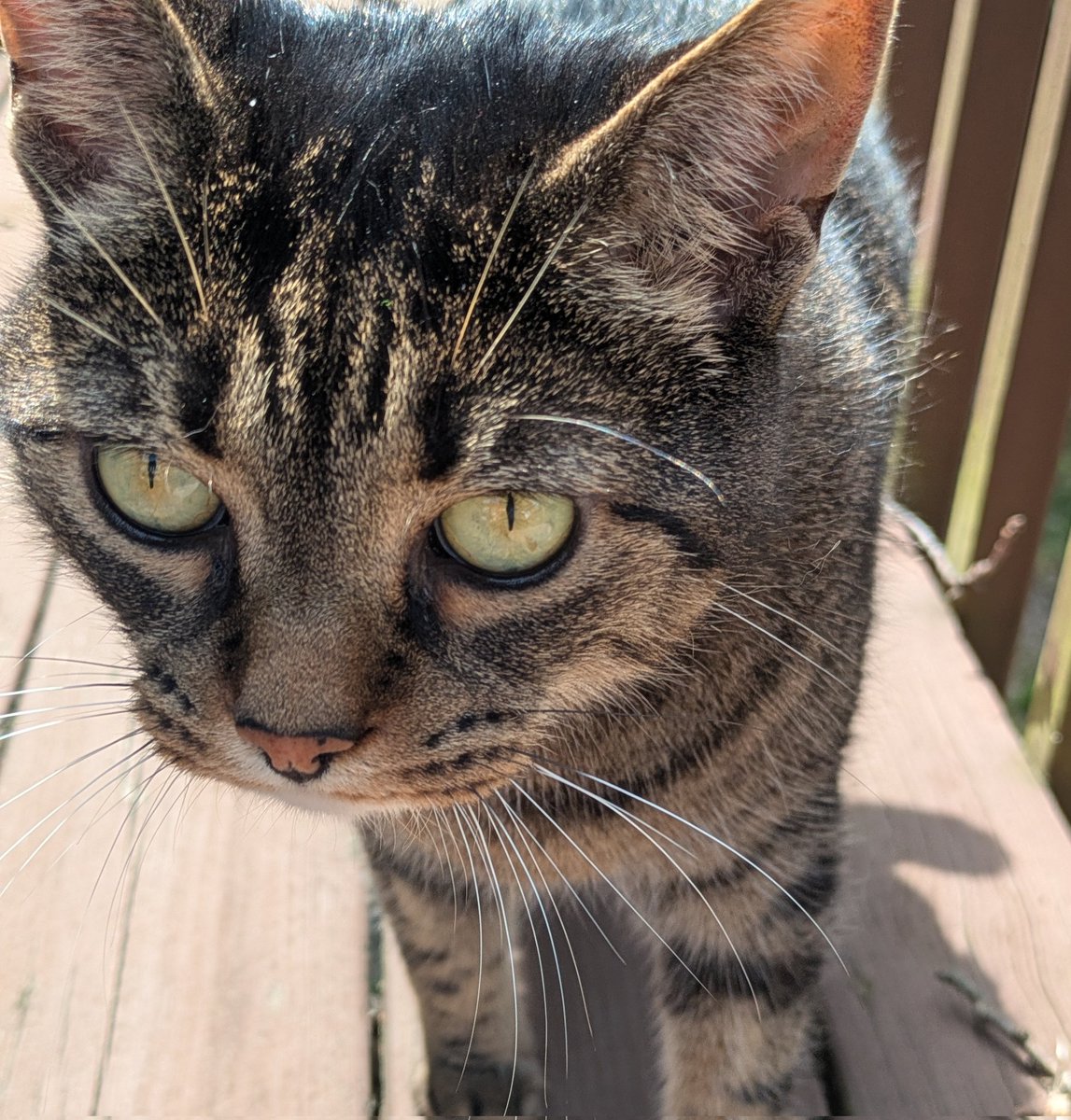 Chey_ttv's tweet image. I've been starting my day with my coffee on my deck with my cats. Highly recommend