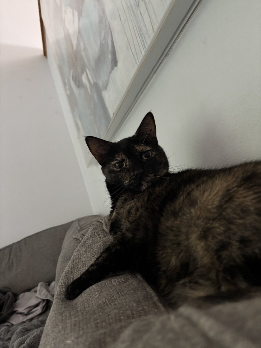 fhardcat's tweet image. Who you oobing it