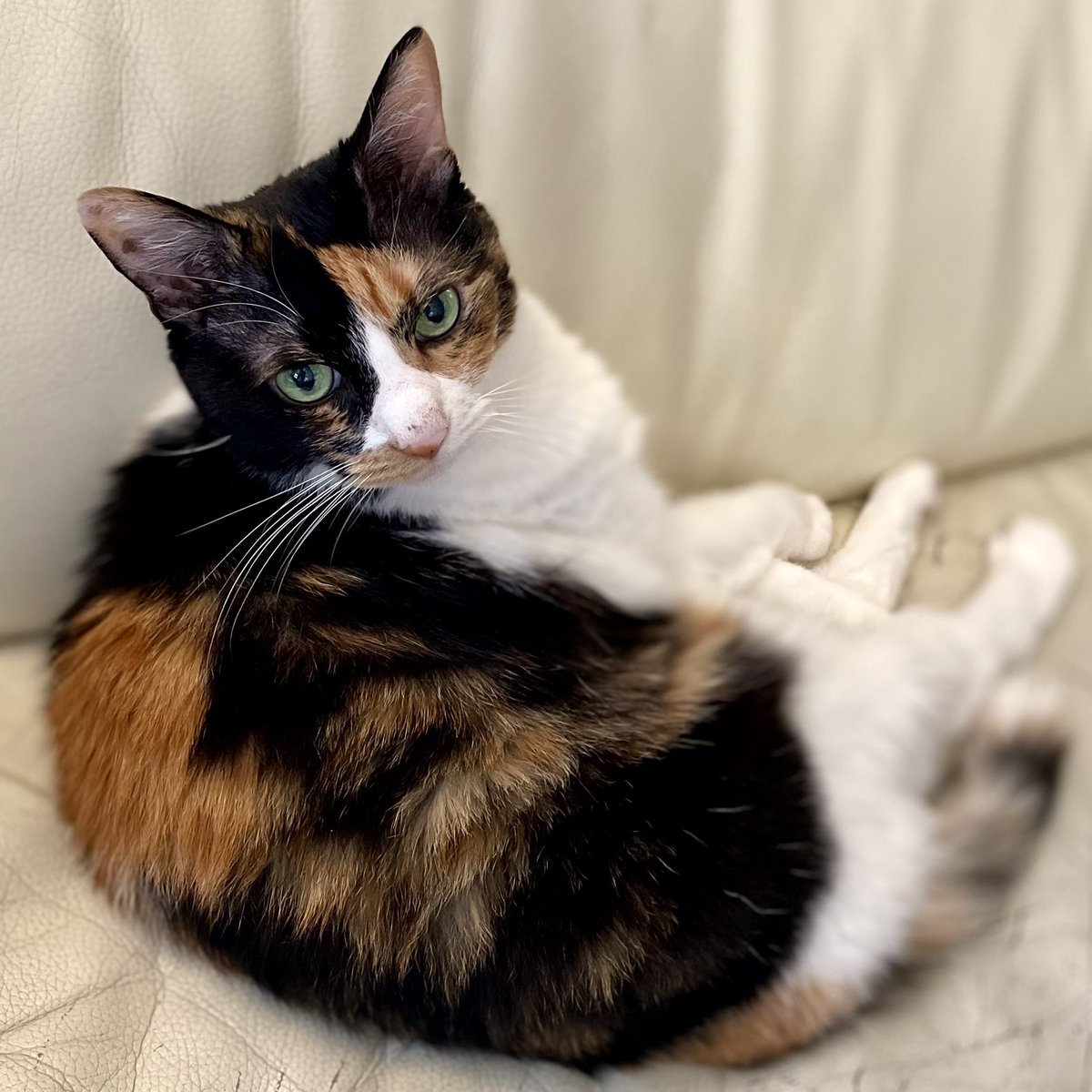 kerasand's tweet image. ごみちゃん。